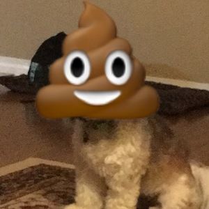 Meet your Posher, Bryce